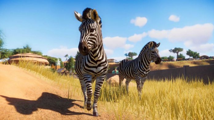 Two zebras from Planet Zoo